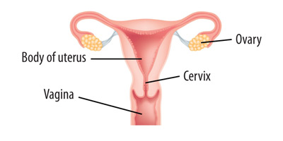 Diagram showing the uterus and cervix